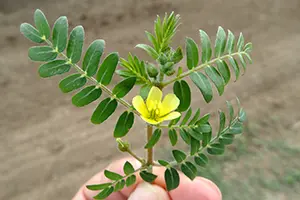 kotvičník rastlina